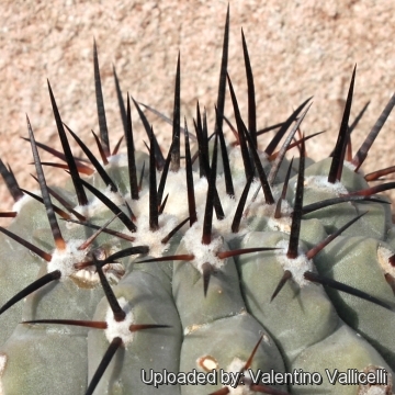 Copiapoa cinerea