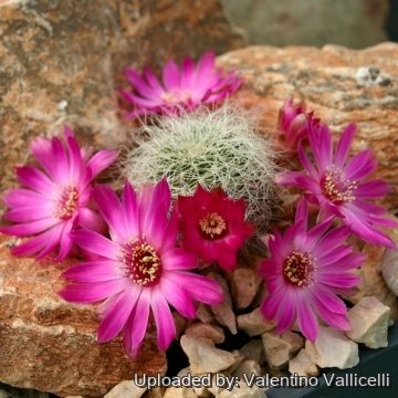 Sulcorebutia gerosenilis