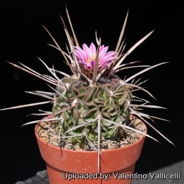 Stenocactus hastatus