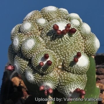 Blossfeldia cyathiformis