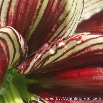 Hippeastrum papilio