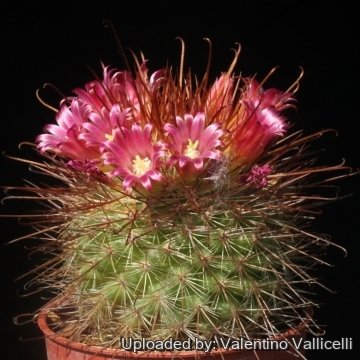 Mammillaria pullihamata