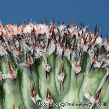 Cereus spegazzinii f. cristatus