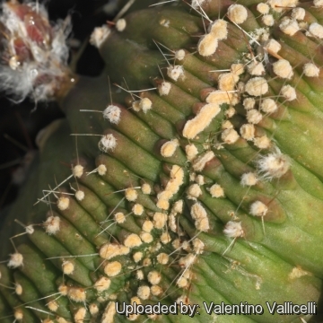 Echinopsis aurea subs. shaferi f. monstruosa cristata