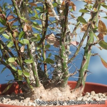 Fouquieria fasciculata
