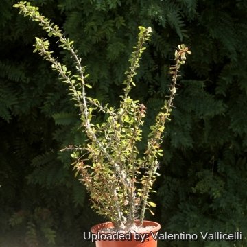 Fouquieria fasciculata