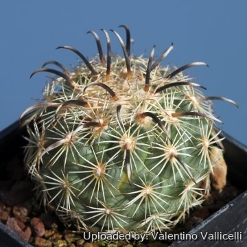 Coryphantha kracikii