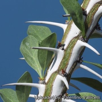 Fouquieria splendens