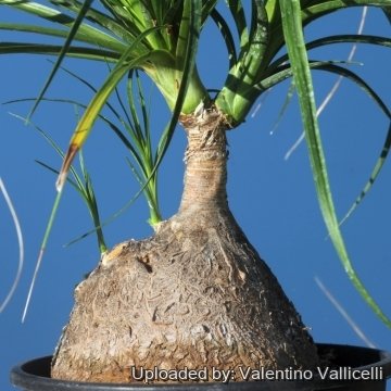 Beaucarnea recurvata