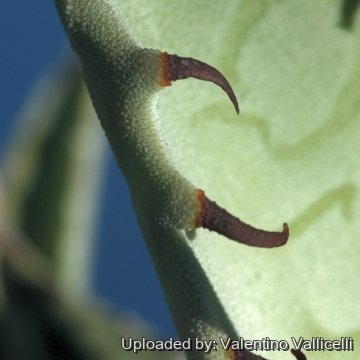 Agave asperrima