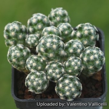 Mammillaria saboae subs. haudeana