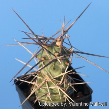 Tephrocactus aoracanthus