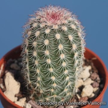 Echinocereus dasyacanthus