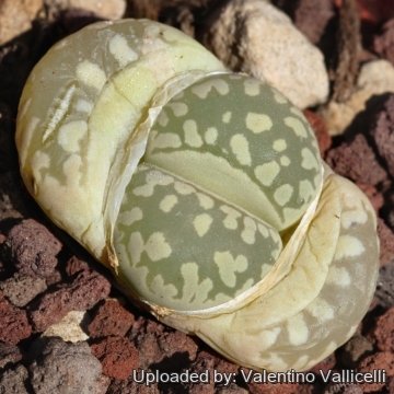 Lithops otzeniana C350 40 km NNW of Loeriesfontein, South Africa