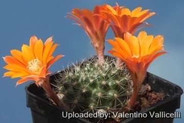 Rebutia flavistyla