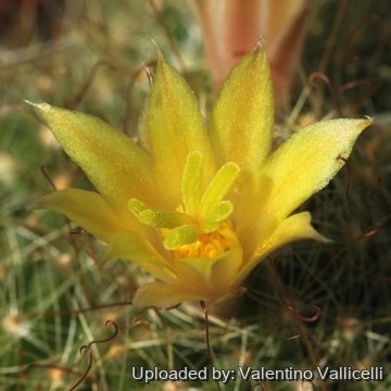 Mammillaria surculosa