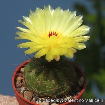 Notocactus ottonis var. tenebrosus