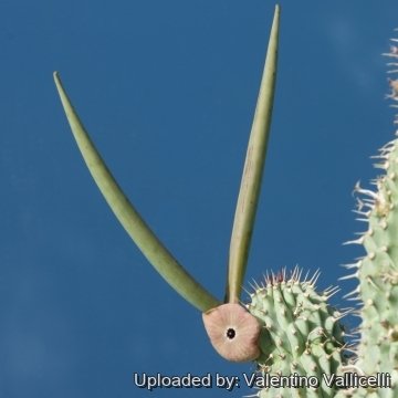 Hoodia gordonii
