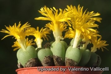 Conophytum nanum