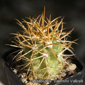 Ferocactus diguetii subs. carmenensis