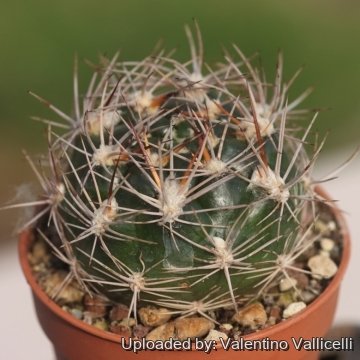 Rebutia neocumingii subs. lanata