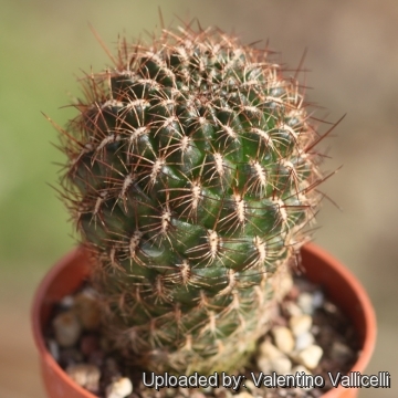 Sulcorebutia seinoiana