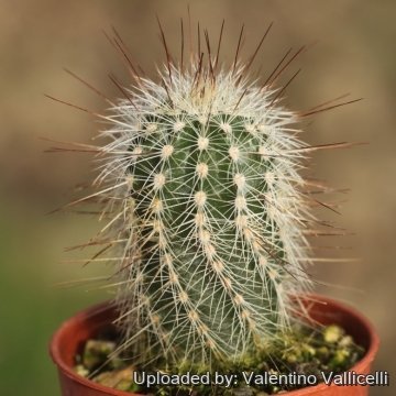Echinocereus sciurus subs. floresii var. Bergform