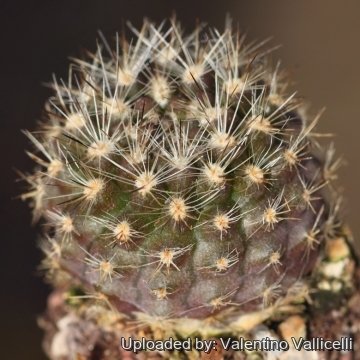 Neoporteria polyraphis