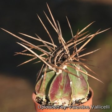 Astrophytum capricorne var. crassispinum