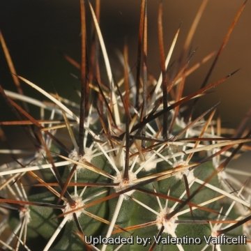 Echinocereus engelmannii var. acicularis