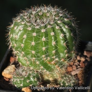 Parodia muricata