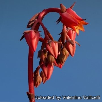 Echeveria atropurpurea