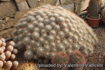 Mammillaria geminispina