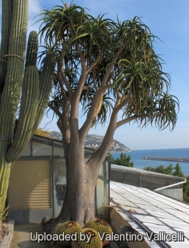 Aloe barberae