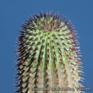 Hoodia pilifera