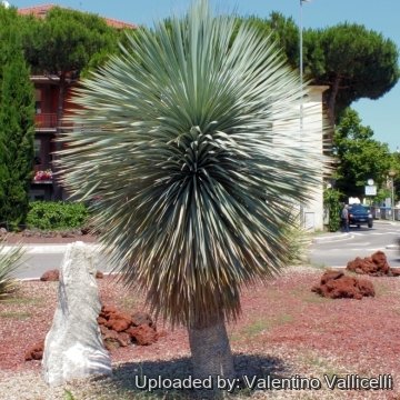 Yucca rostrata