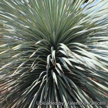 Yucca rostrata