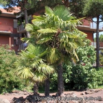 Trachycarpus fortunei