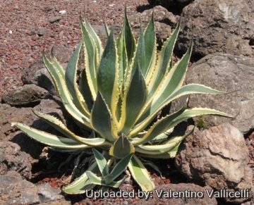 Agave americana f. aureo-marginata