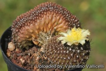 Copiapoa humilis f. cristata