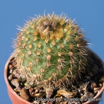 Frailea carminifilamentosa