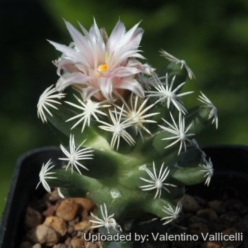 Escobaria abdita
