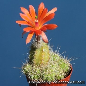 Echinocereus scheeri subs. obscuriensis