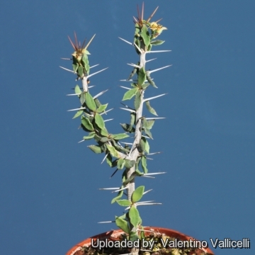 Euphorbia beharensis var. guillemetii