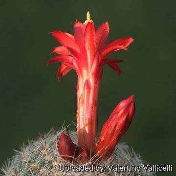 Matucana haynei subs. hystrix var. atrispina