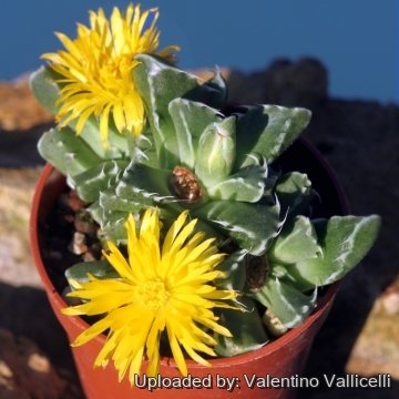 Faucaria albidens