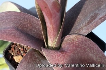 х Mangave cv. Macho Mocha