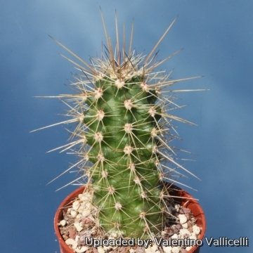 Echinocereus arizonicus subs. matudae