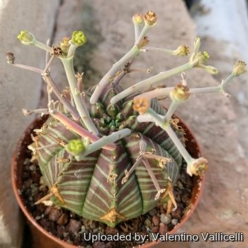 Euphorbia meloformis subs. valida