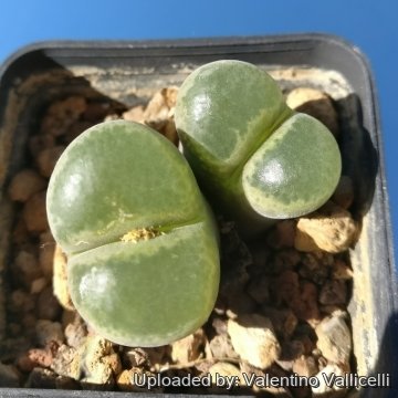 Conophytum praesectum